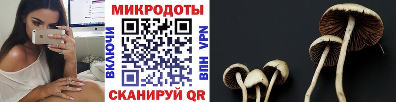 Галлюциногенные грибы Psilocybine cubensis  Невельск 